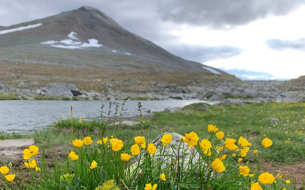 Halti, Haltin vaellus, vaellus Haltille. Käsivarren erämaa, erämaavaellus, Saivaara, Meekonlaakso, Meekojärvi, vaellus 2026, kalottireitti, Suomen korkein kohta. 
