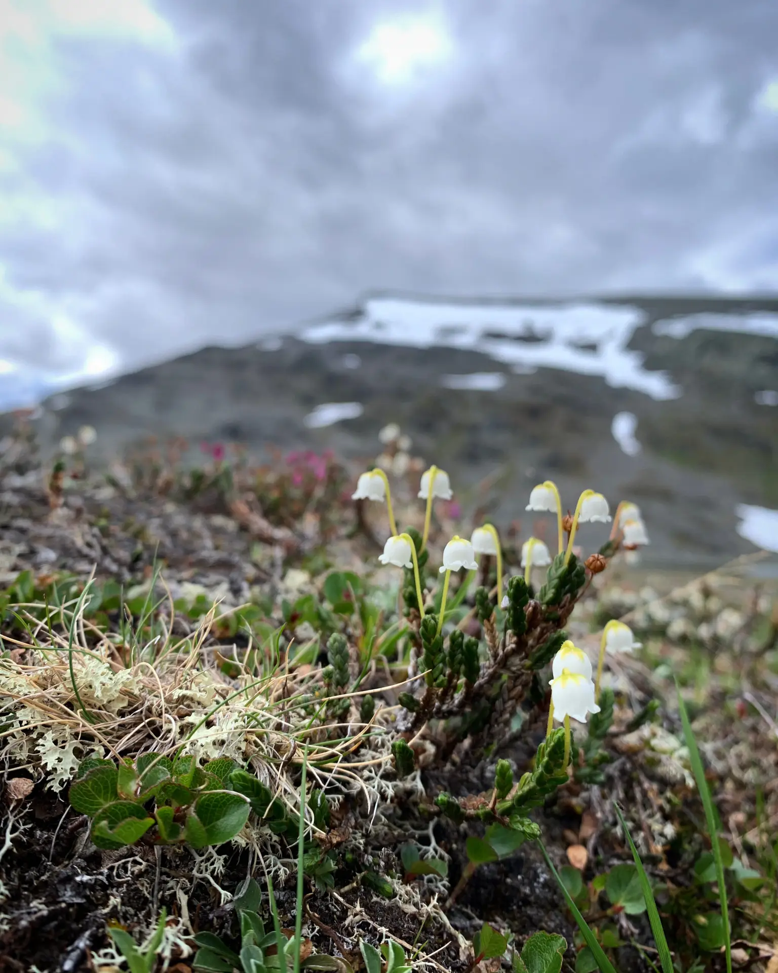 Halti, Haltin vaellus, vaellus Haltille. Käsivarren erämaa, erämaavaellus, Saivaara, Meekonlaakso, Meekojärvi, vaellus 2026, kalottireitti, Suomen korkein kohta. 