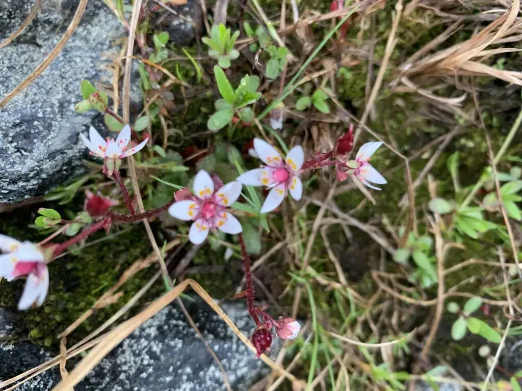 Halti, Haltin vaellus, vaellus Haltille. Käsivarren erämaa, erämaavaellus, Saivaara, Meekonlaakso, Meekojärvi, vaellus 2026, kalottireitti, Suomen korkein kohta. 