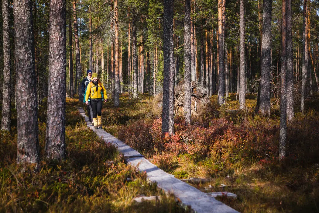 Ruskavaellus 2026, Patvinsuon kansallispuisto, syysvaellus, syksy, ruska, ruskavaellus, Patvinsuo, Patvinsuon, Lieksa, Koli, Kolin vaellus, 