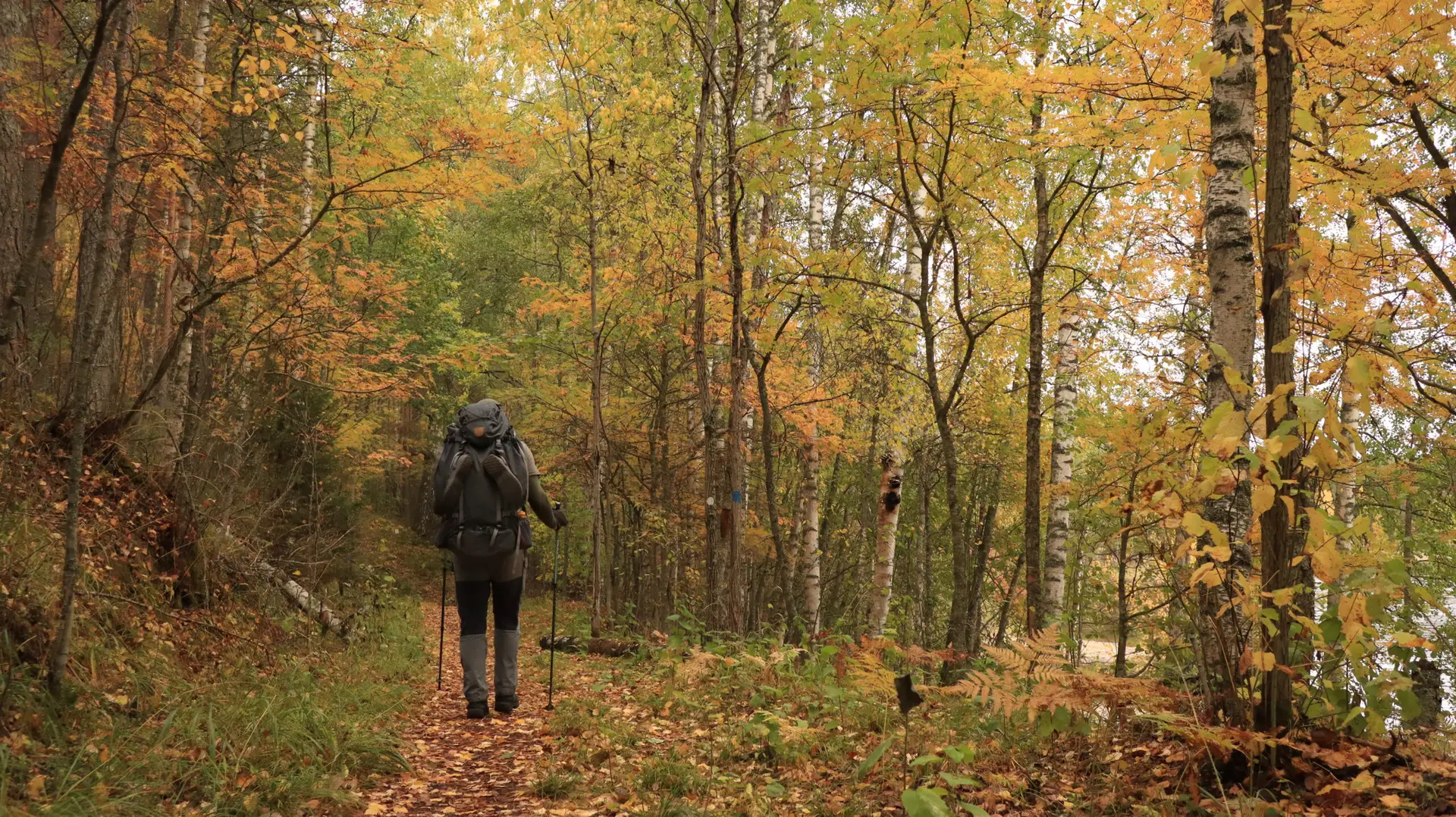 Ruskavaellus Kolin kansallispuisto 2026. Ruska, Koli, kansallispuisto. Perinnemaisema. Syyskuun, syksy, syysvaellus, ruskavaellus, ulkoilma akatemia, ulkoilma-akatemia, vaellus, vaellus 2026.