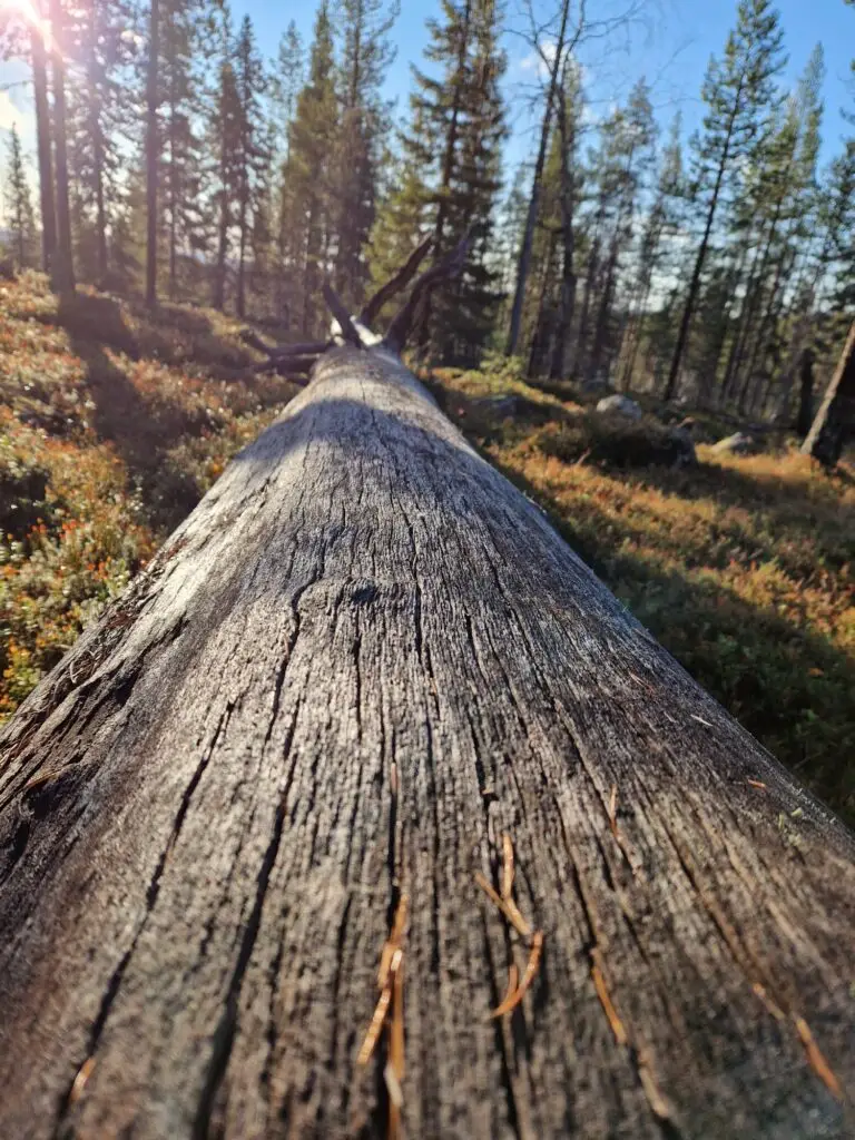Tuntsa, Tuntsan vaellus, vaellus, ukk, ukk-reitti. erämaasauna, erämaa, erämaavaellus 2026, 2026.  Naruska, Naruskan retkeilymaja, Tulppio.