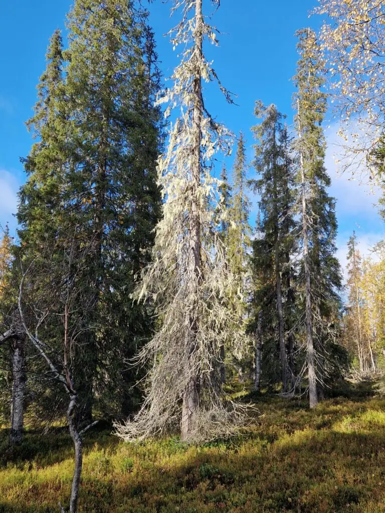 Tuntsa, Tuntsan vaellus, vaellus, ukk, ukk-reitti. erämaasauna, erämaa, erämaavaellus 2026, 2026.  Naruska, Naruskan retkeilymaja, Tulppio.