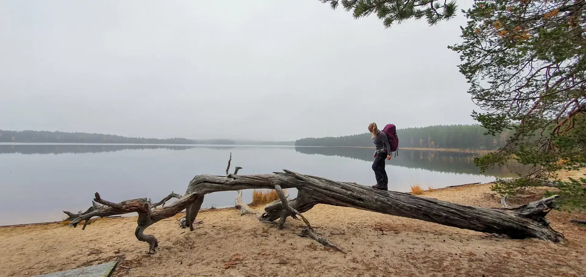 Ruskavaellus 2026, Patvinsuon kansallispuisto, syysvaellus, syksy, ruska, ruskavaellus, Patvinsuo, Patvinsuon, Lieksa, Koli, Kolin vaellus, 